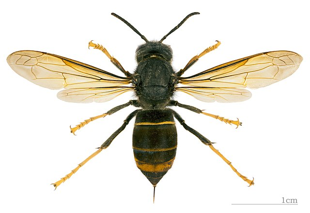 (Aziatische) Geelpoothoornaar specimen